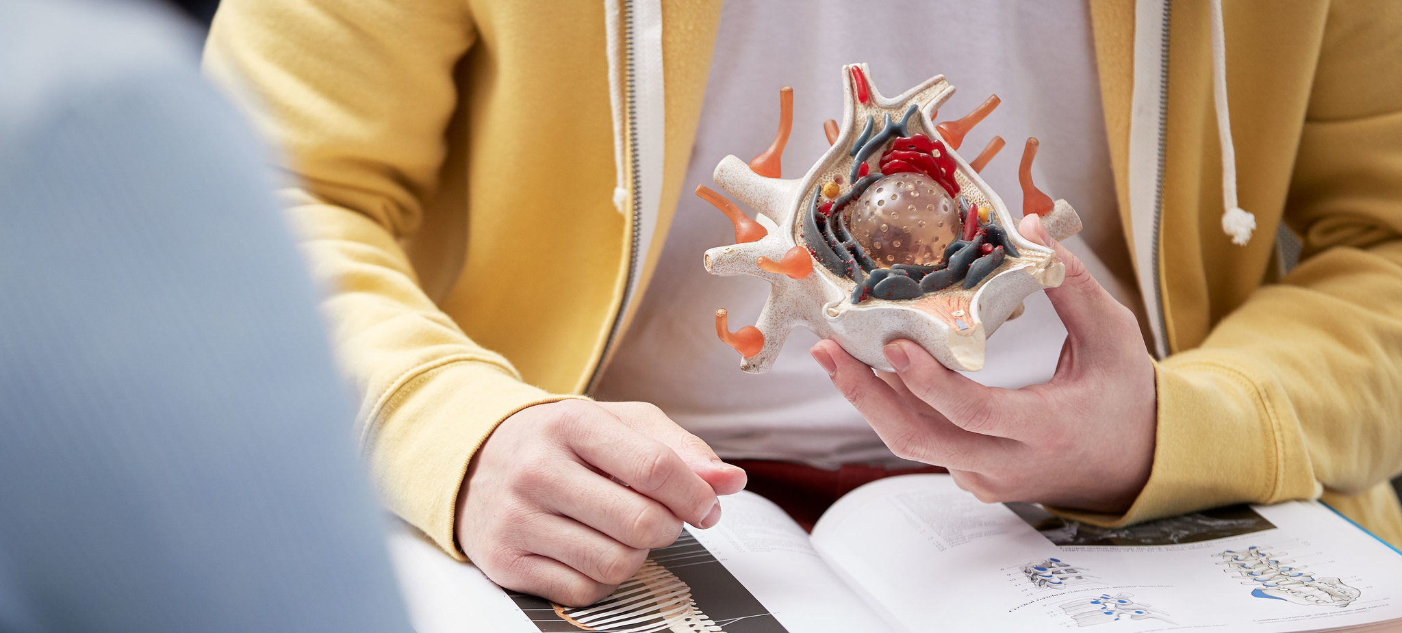 Male student holds a model of the heart over a medical textbook.