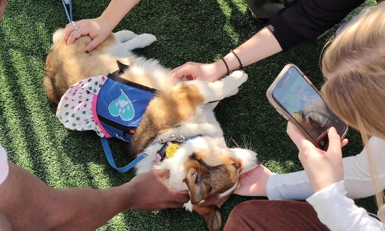 Saffron, a Paws of Love therapy dog, enjoys the attention of several students.